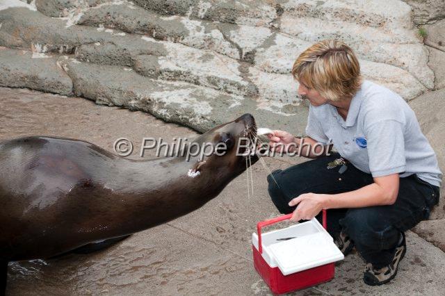 canada colombie britannique 20.JPG - Repas d'une otarie, Aquarium de Vancouver, Colombie-Britannique, Canada